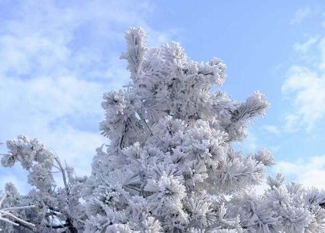 树枝上的雪