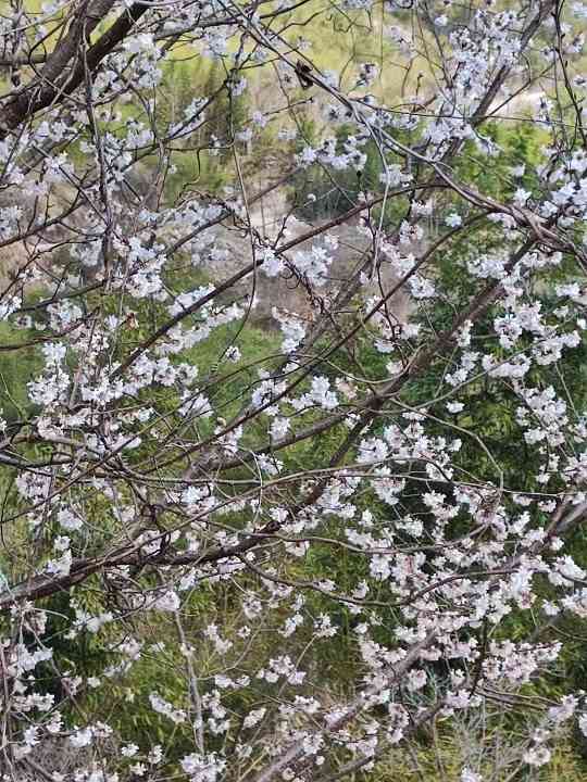 山里的花