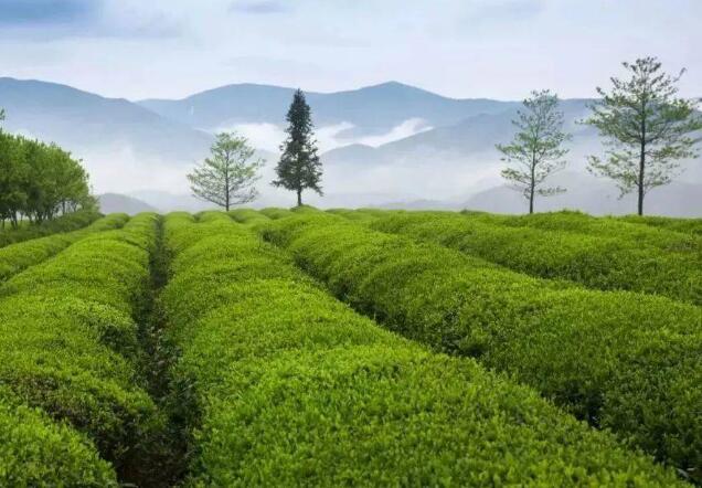 天台县茶园