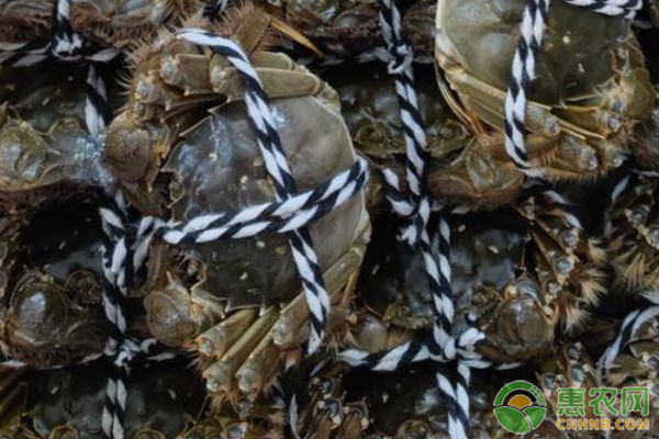 2026年大闸蟹价格最新行情(图3)