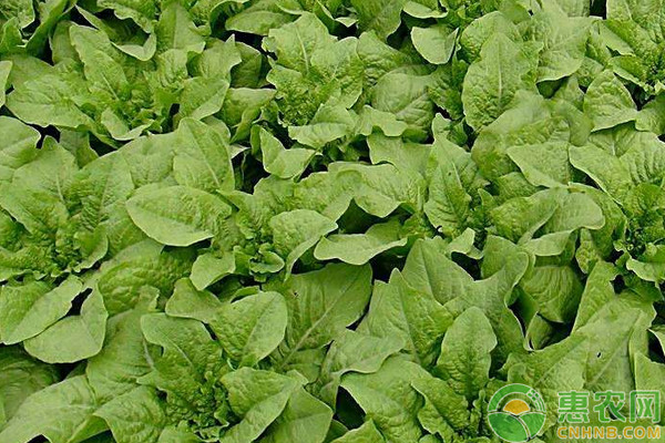 2026年莴笋价格走势预测(图3)