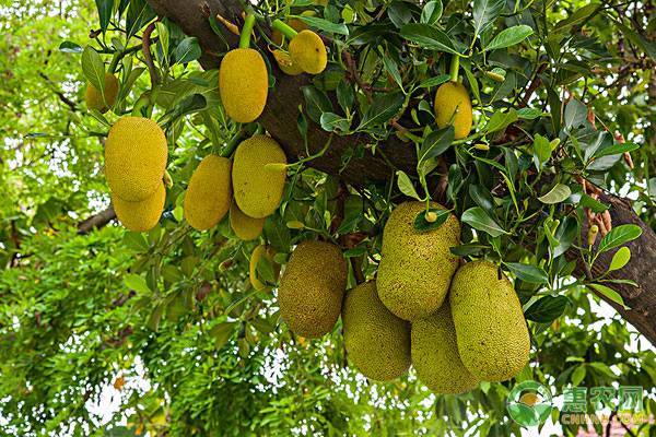 2026年菠萝蜜价格多少钱一斤？(图2)