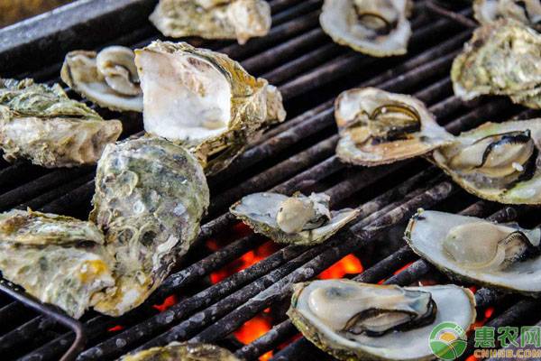 2026年生蚝价格多少钱一斤？(图2)