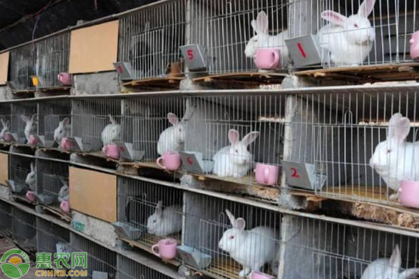 2026年兔子价格多少钱一斤？(图3)