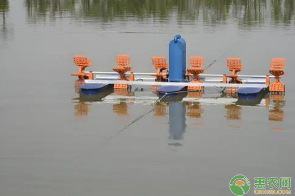 2026年鲤鱼价格一斤多少钱？(图1)