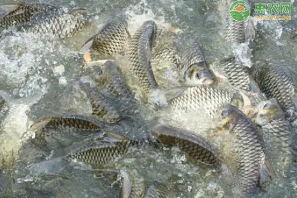 2026年鲤鱼价格一斤多少钱？(图2)