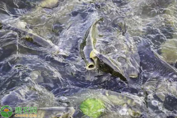 2026年鲤鱼价格一斤多少钱？(图3)