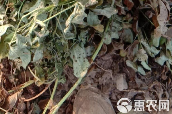 2026年秸秆饲料价格多少钱一吨？(图3)