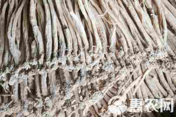 2026年党参价格多少钱一斤？(图1)