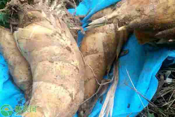 竹笋品种排行榜前十