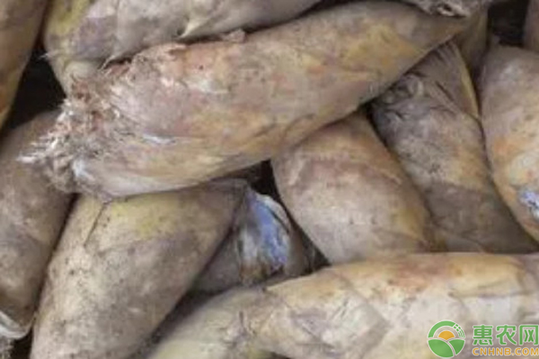 竹笋品种排行榜前十(图2)