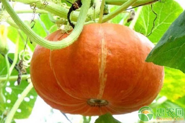 南瓜品种排行榜前十