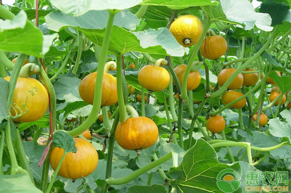 南瓜品种排行榜前十(图2)