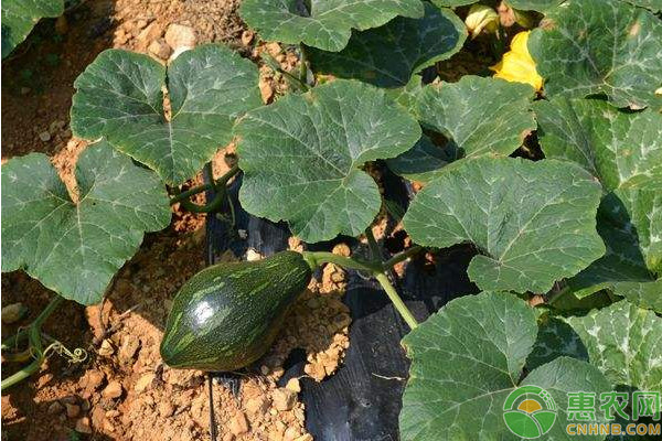 南瓜品种排行榜前十(图3)