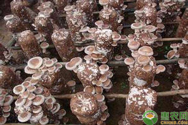 干菜品种排行榜前十(图3)