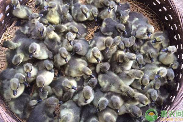 鹅品种排行榜前十