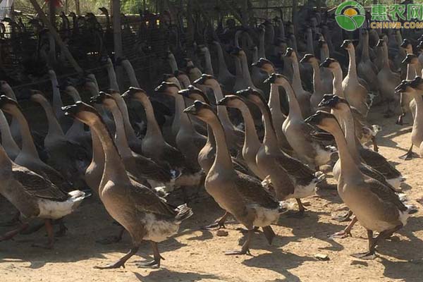 鹅品种排行榜前十(图2)