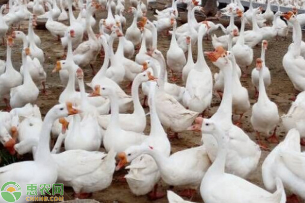 鹅品种排行榜前十(图3)