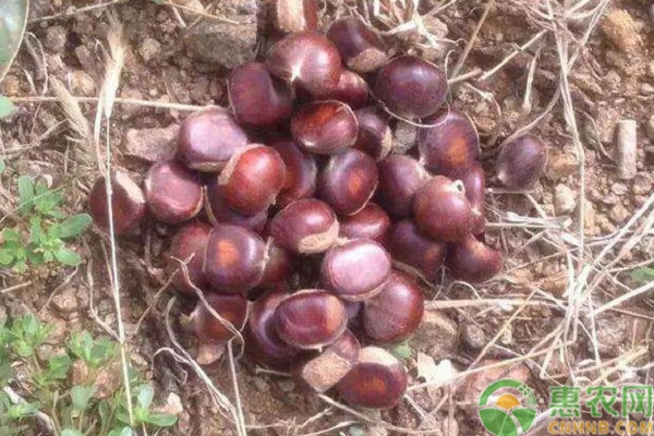 板栗品种排行榜前十