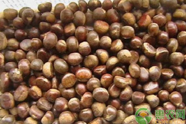 板栗品种排行榜前十(图2)