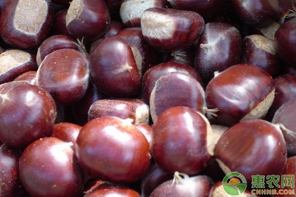 板栗品种排行榜前十(图3)