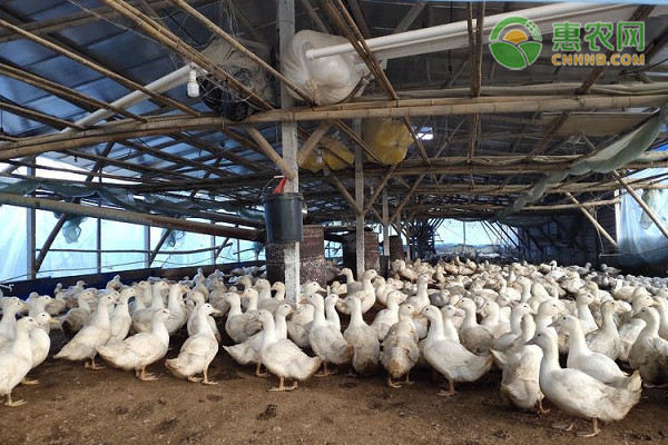 鸭品种排行榜前十(图2)