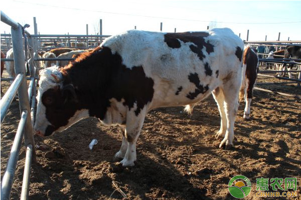 牛品种排行榜前十(图3)