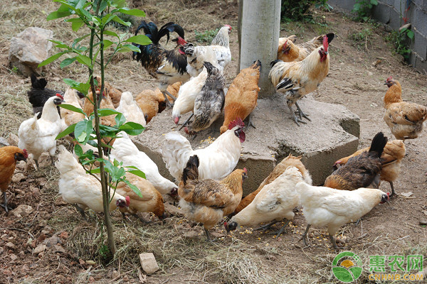 鸡苗品种排行榜前十(图2)