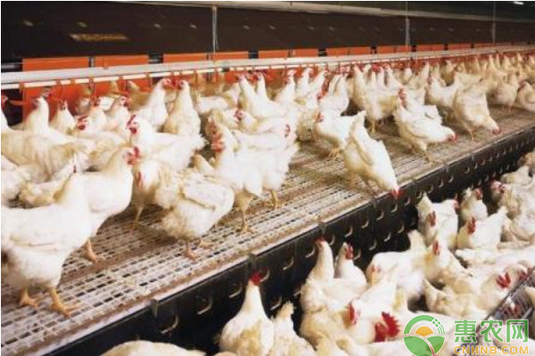 鸡苗品种排行榜前十(图3)