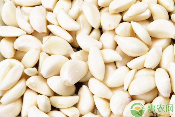 大蒜品种排行榜前十(图2)