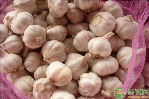 大蒜品种排行榜前十(图3)