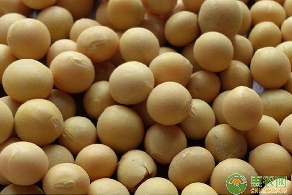 大豆品种排行榜前十(图3)