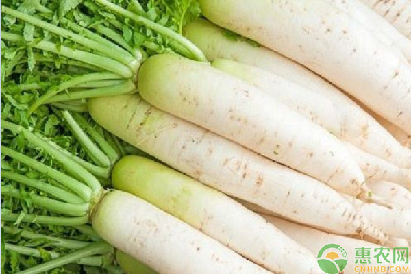 萝卜产地排行榜前十名(图2)