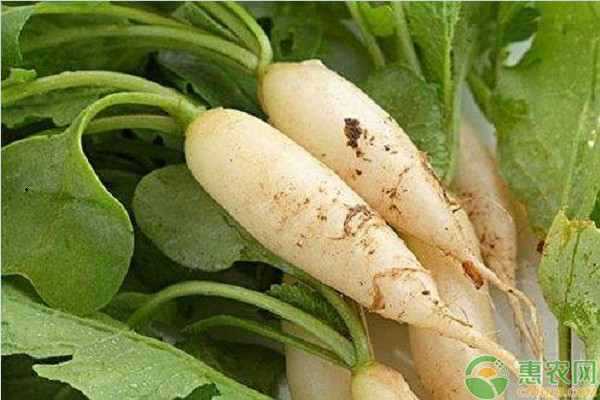 萝卜产地排行榜前十名(图3)