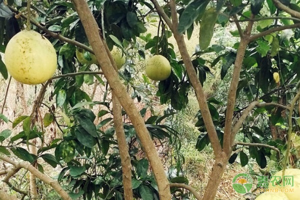 柚子产地排行榜前十名