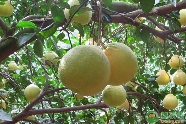 柚子产地排行榜前十名(图2)