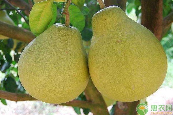 柚子产地排行榜前十名(图3)