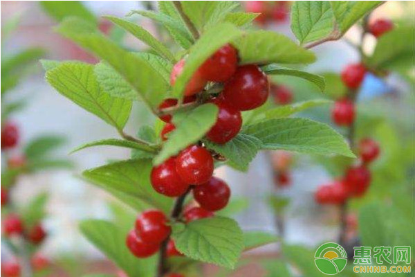 樱桃产地排行榜前十名(图3)