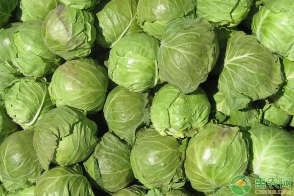 包菜品种排行榜前十