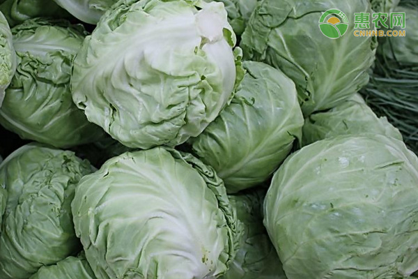 包菜品种排行榜前十(图2)