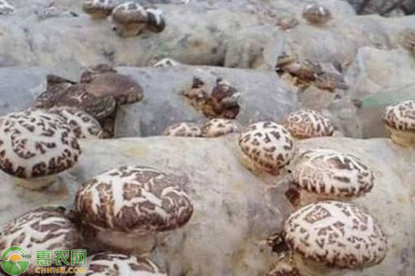 香菇品种排行榜前十