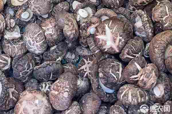 香菇品种排行榜前十(图3)