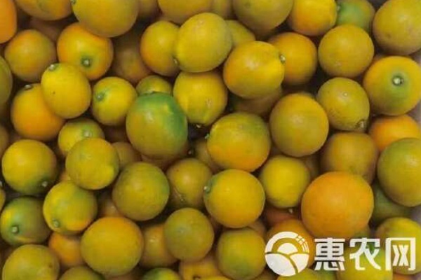 2026金桔价格多少钱一斤？(图3)