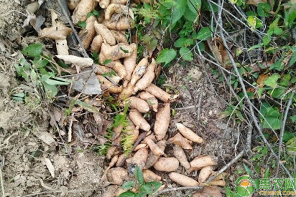 天麻品种排行榜前十