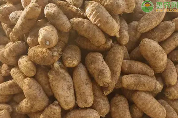 天麻品种排行榜前十(图2)