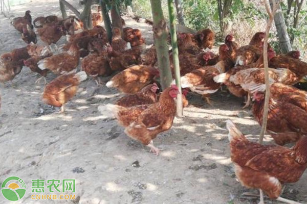 2026鸡肉价格多少钱一斤？(图1)