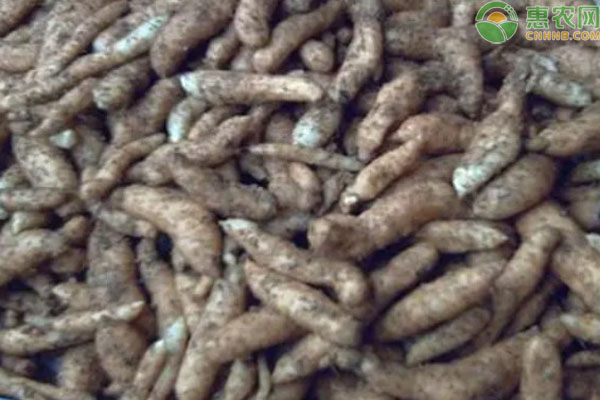 天麻品种排行榜前十(图3)