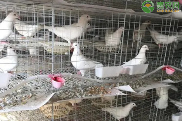 2026鸽子价格多少钱一只？(图2)