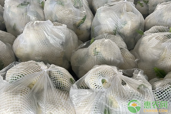 花菜品种排行榜前十(图2)