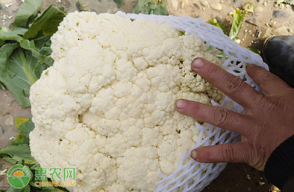 花菜品种排行榜前十(图3)